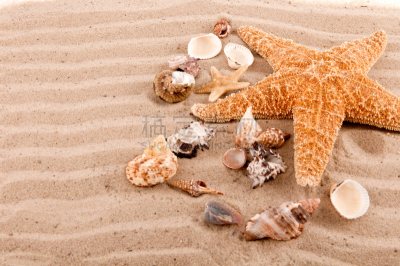 沙子,海滩,海星,背景,贝壳,帽贝,海蛤,海扇壳,无脊椎动物,水平画幅
