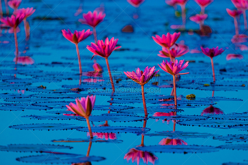 泰国 红色 粉色 莲花湖 睡莲 乌冬面 百合花 水 美 荷花图片素材下载 稿定素材