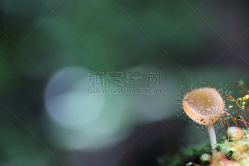 真菌,杯,盘菌科,水平画幅,无人,湿,热带雨林,户外,特写,泰国