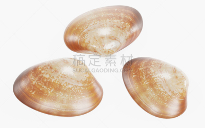 蛤,水平画幅,海螺,贝壳,贻贝,帽贝,软体动物,绘画插图,蜗牛,扇贝