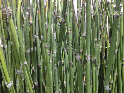 马尾,加利福尼亚,拥挤的,维管束,自然,水平画幅,绿色,无人,干的,草