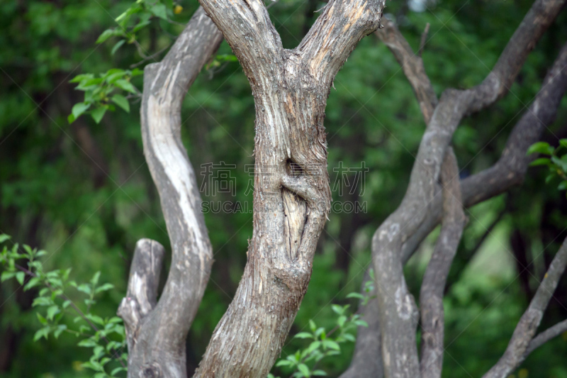 树干,moreton bay fig,扭动身体,宽边帽,生闷气的,小精灵,无花果,林荫大道,公园,水平画幅