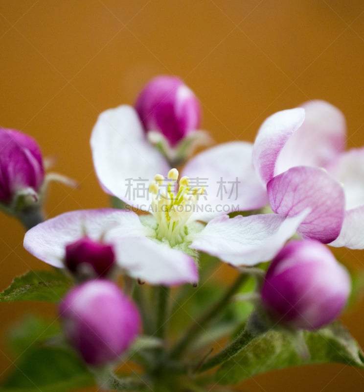 苹果花,垂直画幅,苹果园,无人,户外,春天,粉色,花头,苹果树,花朵