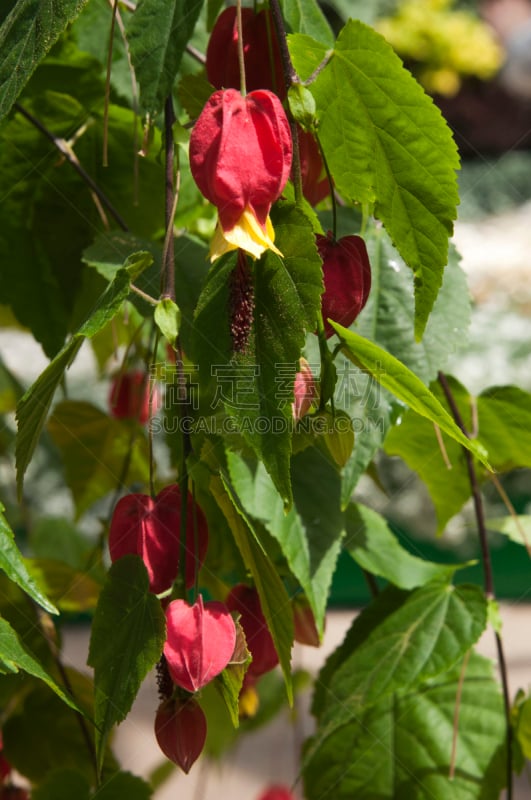 白麻属植物,茎,酸浆属,垂直画幅,公园,苘麻,灯笼,无人,园艺,户外