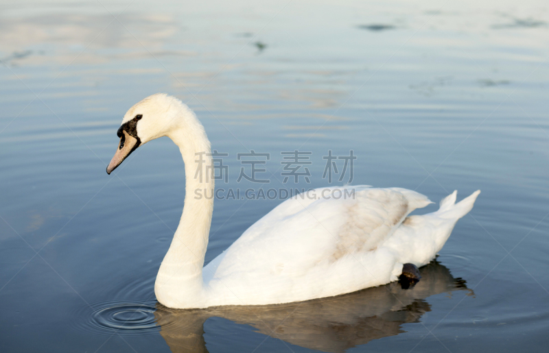天鹅,白色,天鹅湖,自然,水平画幅,池塘,无人,鸟类,户外,湖