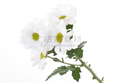 自然,白色,春天,水平画幅,无人,2015年,夏天,花,摄影