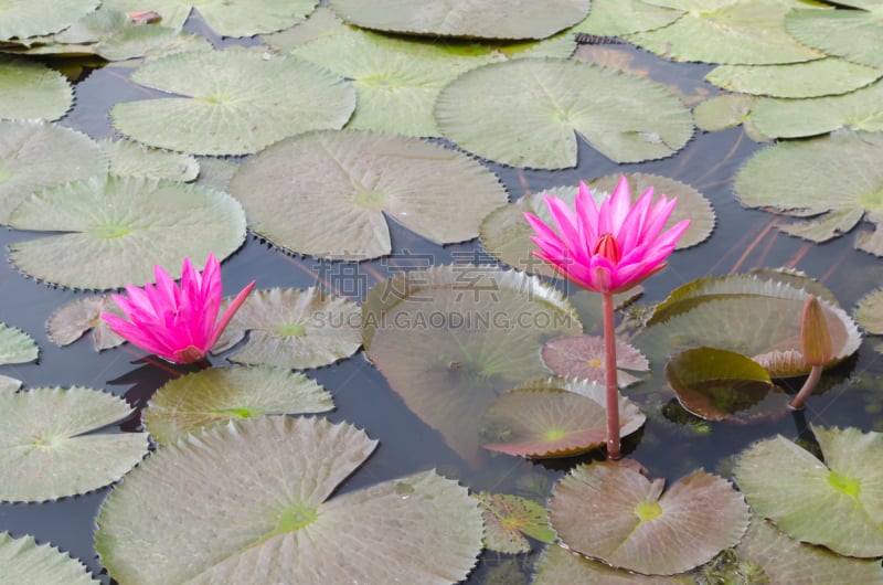 莲花坐式,两只动物,莲藕,轻轻浮起,防护品,水,夜晚,平视角,半空中,早晨