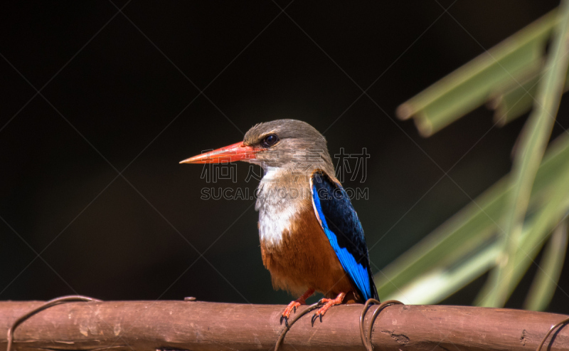 鸟类,热带鸟,蕉鹃,superb starling,水平画幅,无人,野外动物,户外,雨林,明亮