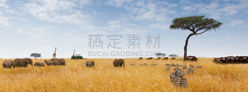 非洲,梦想,都市风光,天空,留白,水平画幅,云,导游,斑马