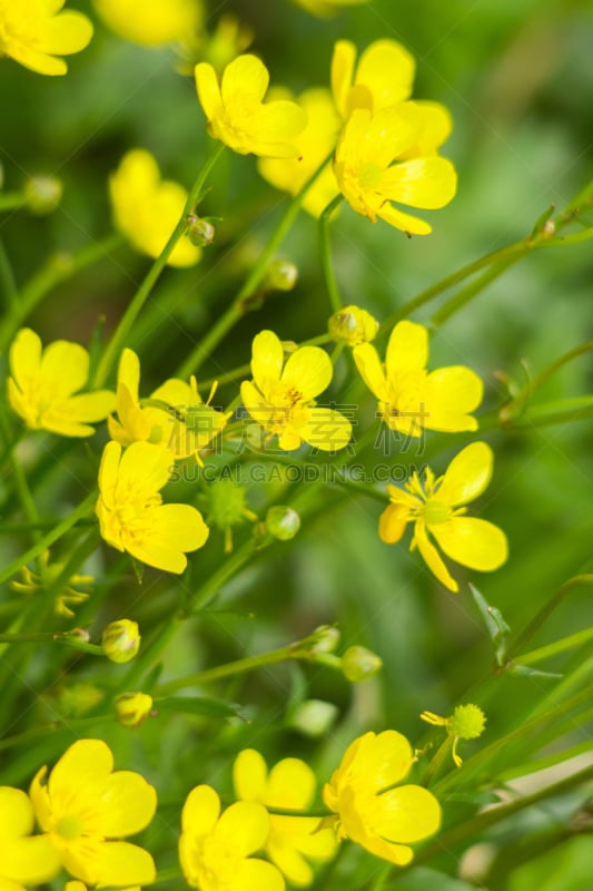 毛莨科,黄色,斯普林费德,补虫堇,垂直画幅,美,无人,户外,特写,毛莨属植物