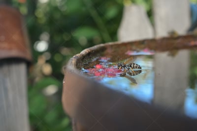 桶,黄蜂,水,自然,水平画幅,蜜蜂,小的,皮艇冲浪,水果,夏天