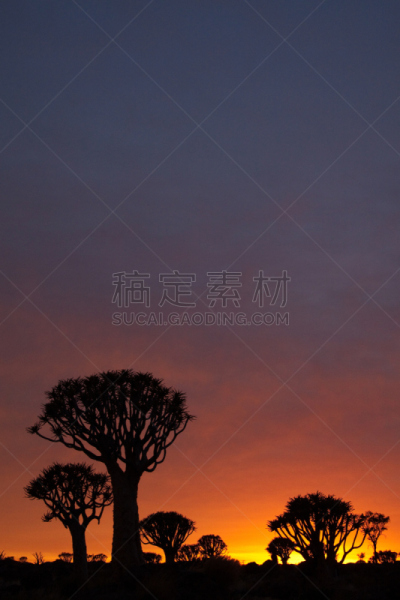 芦荟树木,垂直画幅,小的,无人,非洲,南,干的,植物,基特曼舒普
