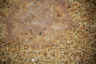 背景,海洋,水母,巨大的,水,侧面视角,留白,特写,抽象,选择对焦