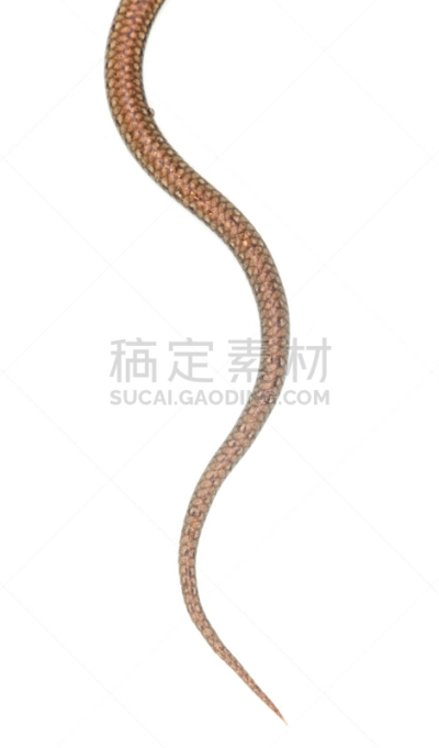 白色背景,蜥蜴,白色,图像技术,哈萨克斯坦,动物园,垂直画幅,野生动物,图像,印度野生动物园