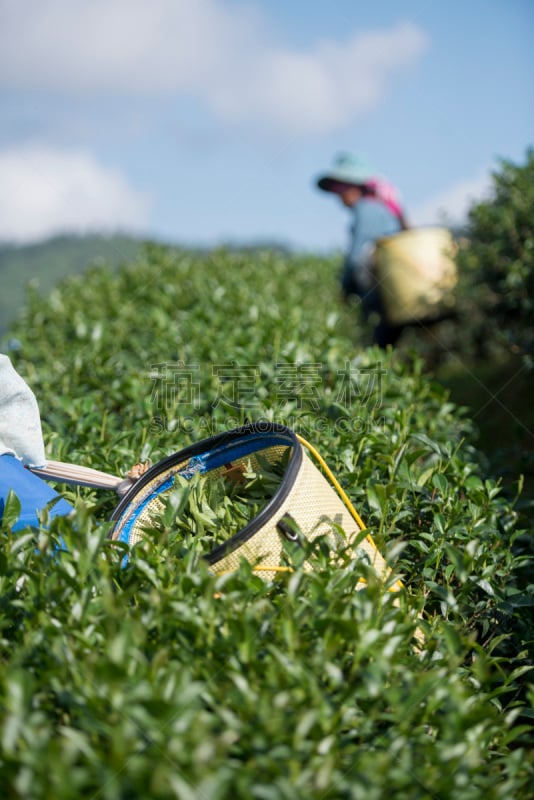 泰国,茶树,清迈省,清莱府,茶叶,荷兰北部,自然,垂直画幅,女人,地形