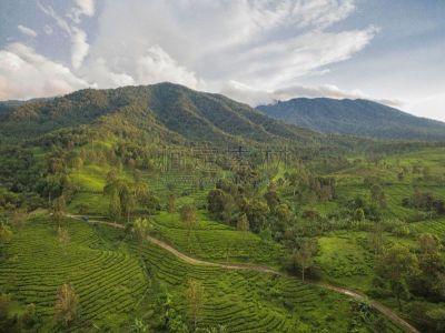 茂物,印度尼西亚,山景城,无人,自然,图像,户外,水平画幅,地形,山
