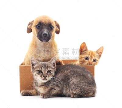 小猫,小狗,美,褐色,水平画幅,盒子,特写,工作室,哺乳纲,友谊