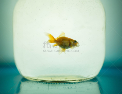 玻璃鱼缸,金鱼,鱼食,超小号,鱼缸,人工饲养动物,水族馆,水,留白,水平画幅