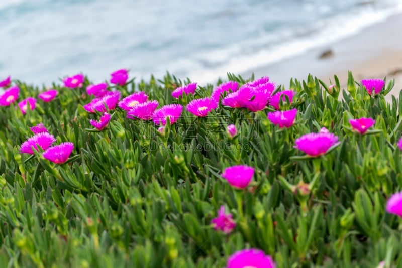 曼加,海岸线,西班牙,丁香花,特拉华,地中海,圣路卢卡斯,巴洛,草坪,清新