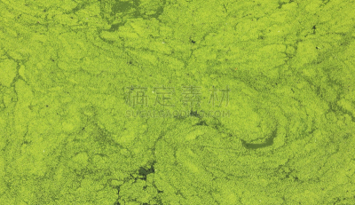 水蕨,单子叶植物,浮萍,蚊子,水,美,水平画幅,无人,古老的,苔藓