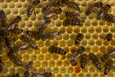 蜜蜂,蜂箱,建筑改造,黄蜂巢,beekeeper,黄蜂,蜂蜡,养蜂,水平画幅,纯净