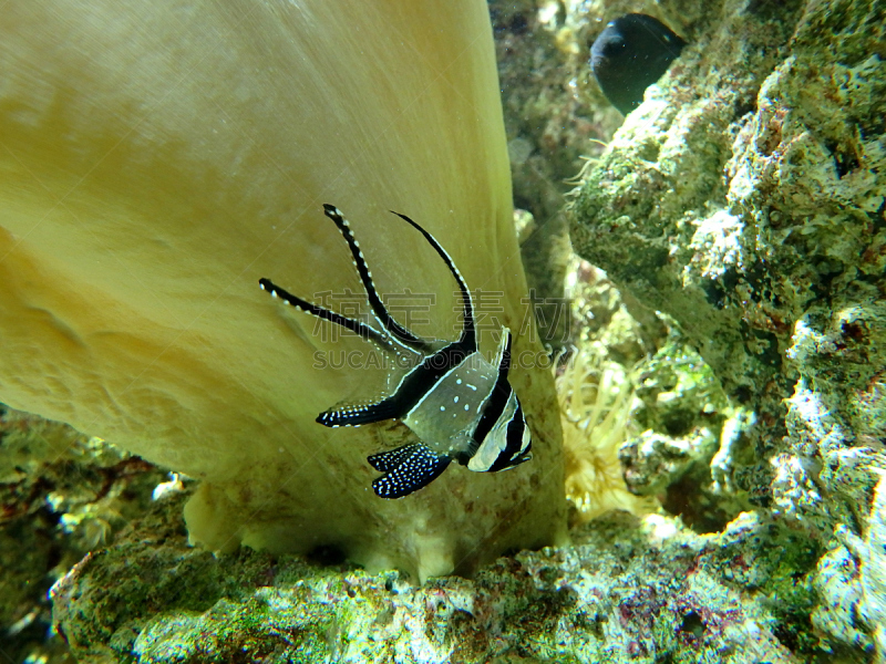 天竺鲷,水族馆,鱼类,动物鳍,水,美,水平画幅,水下,大洋洲