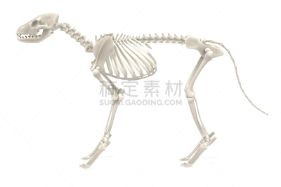 狗,动物骨骼,有序,水平画幅,形状,绘画插图,动物脊骨,生物学,颅骨