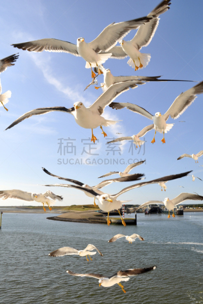 垂直画幅,天空,美,鸟类,动物身体部位,野外动物,户外,白色,翎毛,动物迁徙