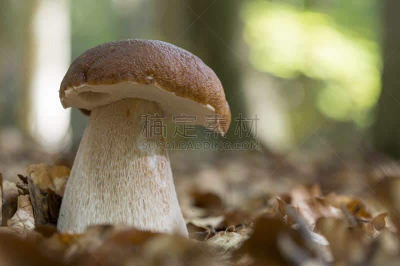 美味牛肝菌,自然,水平画幅,秋天,无人,泥土,蘑菇,特写,真菌,porcini mushroom