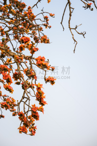 木棉树,丝绸,枝,红色,花朵,修面树,雌蕊,雄蕊,垂直画幅,天空