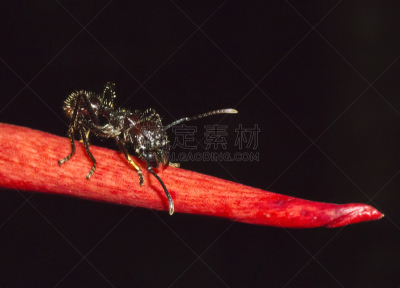 亚马逊雨林,亚马逊地区,蚂蚁,自然,野生动物,水平画幅,无人,野外动物,户外