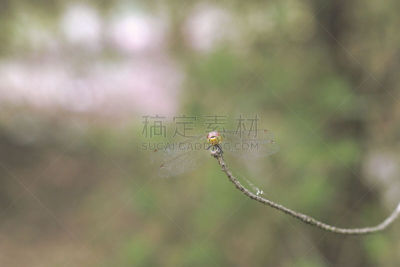 蜻蜓,充满的,雄性动物,人的脸部,水平画幅,无人,不明确的地点,爪子,动物身体部位,户外