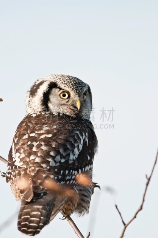 Hawk Owl,北,鹰爪,自然,垂直画幅,褐色,野生动物,食肉鸟,猫头鹰,鸟类