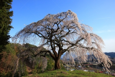 垂枝樱花,垂枝日本早樱,山梨县,天空,里山,水平画幅,樱花,樱桃,无人,纯净