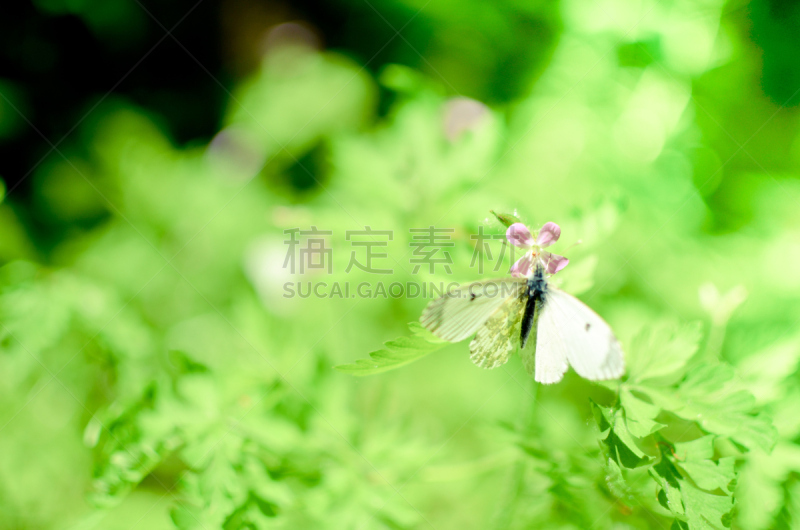 白蝴蝶,白色,小的,大白蝴蝶,夏天,饮料,草,彩色图片,植物学,花粉