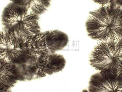藻类,信笺针,在下面,放大效果,生物学,生物燃料,显微镜,退化单眼,淡水,海洋生命