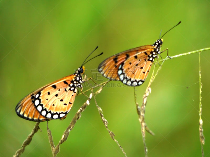 两只动物,草,蝴蝶,pipevine swallowtail butterfly,鱼尾菊,荧光色,自然,水平画幅,雄蕊,无人