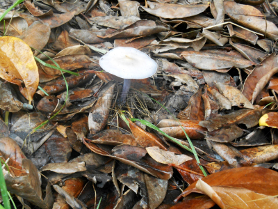 树林,蘑菇,胡椒牛肝菌,褐色,水平画幅,无人,平视角,苔藓,湿,户外