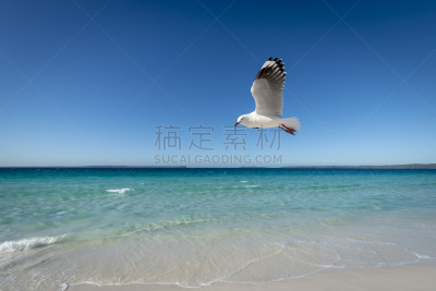 新南威尔士,澳大利亚,海鸥,海岸线,海姆斯海滩,一只动物,干净,在上面,纯净,逃避现实