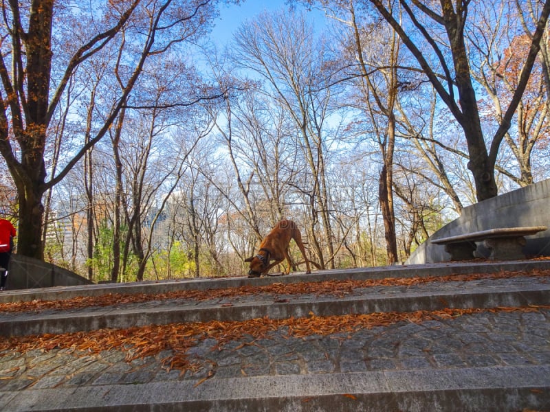 狗,棍,希尔多罗斯福湖,罗德西亚脊背犬,天空,长椅,国家公园,座位,水平画幅,无人