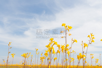 黄色,稻田,野花,狸藻,金色,仅一朵花,水平画幅,无人,夏至草,夏天
