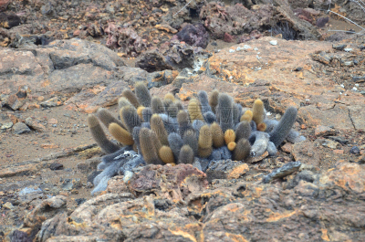 岩浆仙人掌,巨大的,厄瓜多尔,旅游目的地,水平画幅,熔岩,无人,加拉帕戈斯群岛,户外,火山