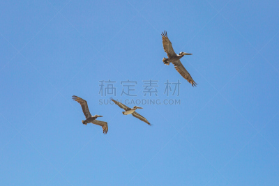 鹈鹕,天空,美,留白,水平画幅,无人,鸟类,动物学,动物身体部位,野外动物