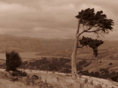 草原,山,天空,风,水平画幅,风化的,无人,班克斯半岛,树