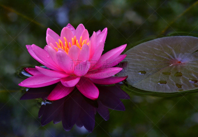 百合花,池塘,水,美,荷花,水平画幅,睡莲,游泳池,夏天,异国情调