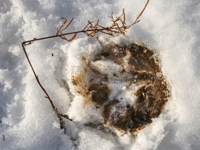 马,雪,蹄,湿,冻结的,暗色,法里尔,复古风格,哺乳纲,自制的