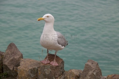 康沃尔,海鸥,欧洲银鸥,黑脊鸥,水,天空,水平画幅,海港,鸟类,英格兰