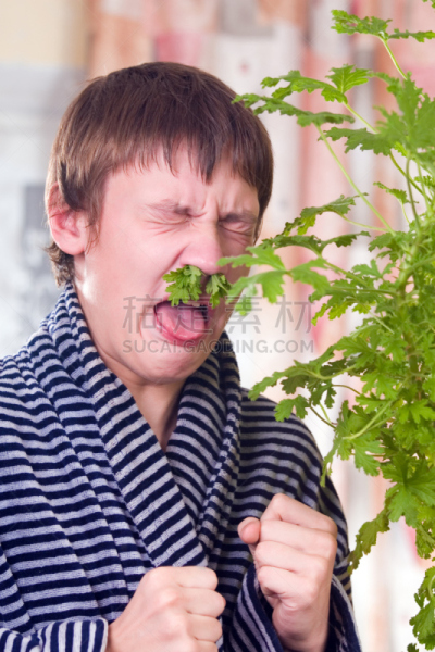 药,天竺葵,叶子,垂直画幅,青少年,人,健康保健,草药,窦炎,植物