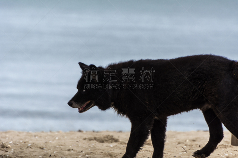 狗,熊,狼,黑色,海滩,肖像,动物,犬科的,巴西,夏天