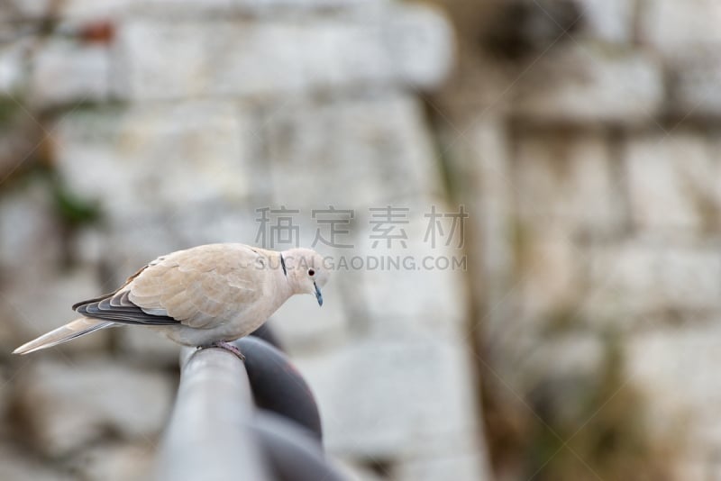 斑鸠,岬斑鸠,戒指,美,长椅,水平画幅,无人,优美,鸟类,早晨